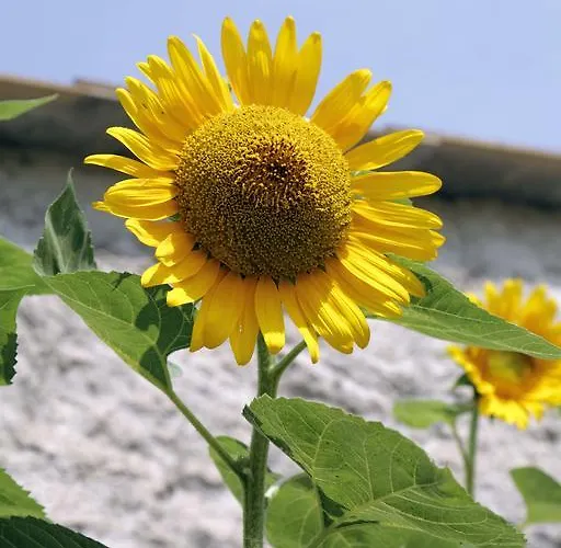 Natura * Pontedassio