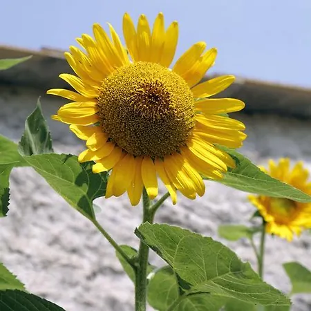 Natura * Pontedassio