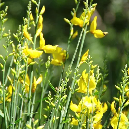 Natura Nyaraló